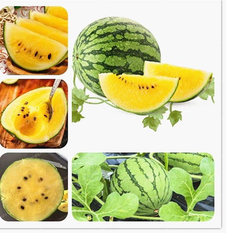 10 Pcs Natural Small Yellow watermelon Bonsai Seeds