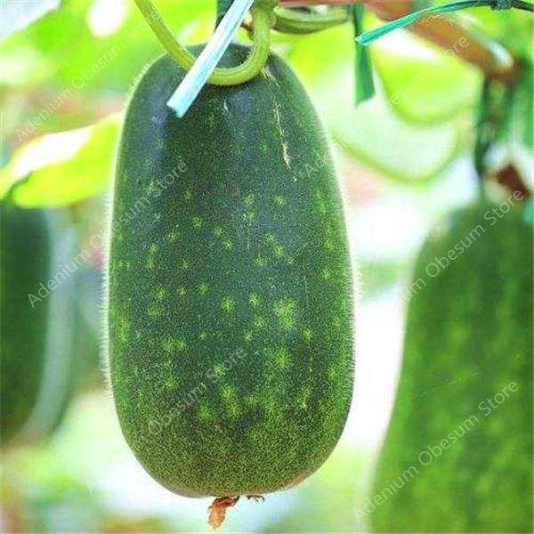 hot vegetables Winter melon bonsai Chinese green Benincasa hispiorganic vegetables for farm winter perennial vegetables