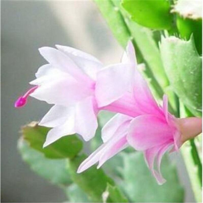 100Pcs Zygocactus Truncatus Schlumbergera Seeds Nature Garden Balcony Green Plants Beautiful Flowers Seed Incense NU6-5 100Pcs Zygocactus Truncatus Schlumbergera Seeds Nature Garden Balcony Green Plants Beautiful Flowers Seed Incense NU6-5 100Pcs Zygocac