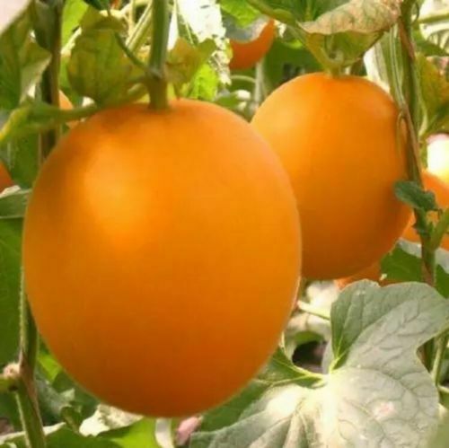 Bali Shi textured organic vegetable bonsais Sweet bonsais - 20pcs seeds
