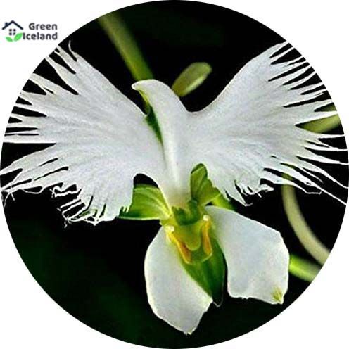 100 Pcs Japanese Radiata White Egret Orchid Bonsai Seeds