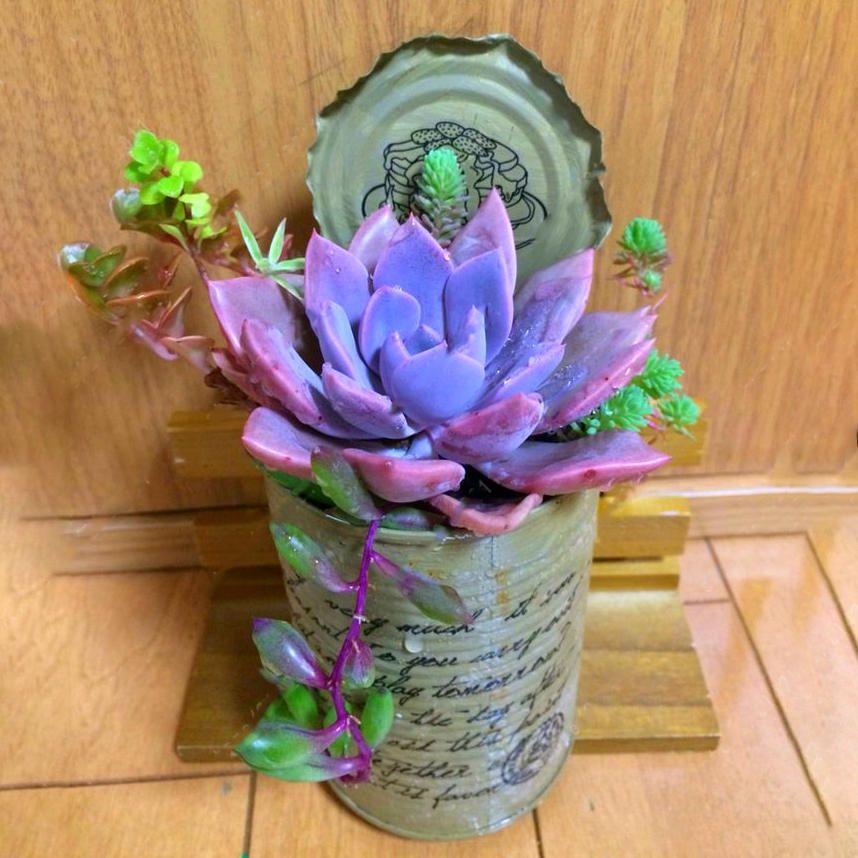 100 PCS Echeverione Succulent Seeds Mixed Color Garden Potted Flower Seed Home Deco Bonsai