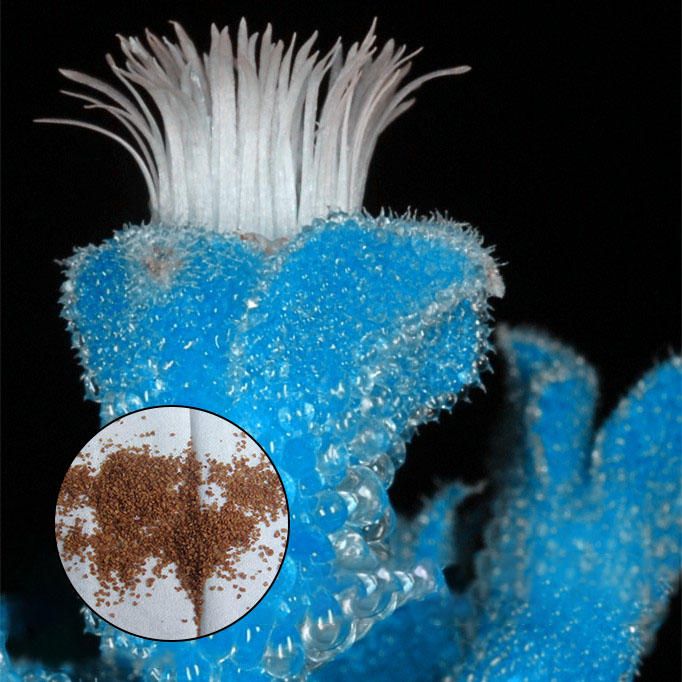 50 Pcs(বীজ) Succulent Plant Seeds Flowering Mesembryanthemum Crystallinum Crystalline Ice Plant