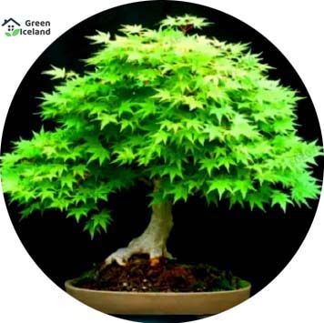 Natural Organic American Mini Maple Bonsai Seeds 20 Pcs Seeds