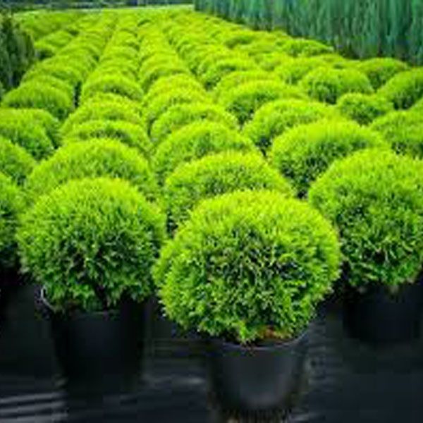 The seed of the Zhou tree 50 pcs global seeds