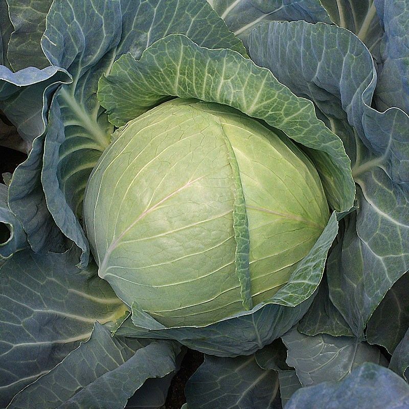 Cabbage Seeds -50 Pieces seeds