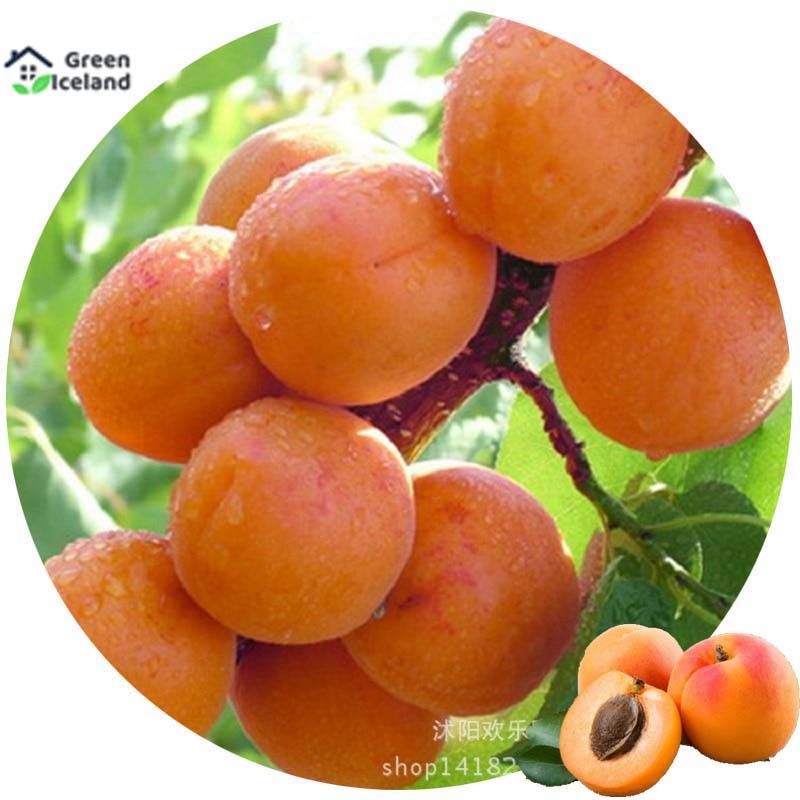 2 Pcs Global Apricot Tree Seeds
