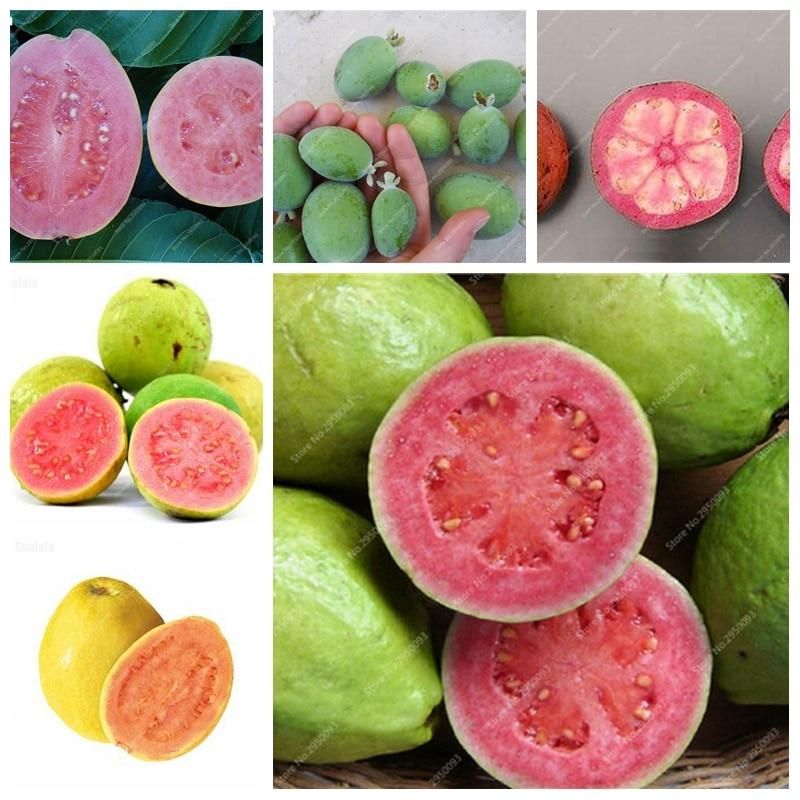 30 Pcs / Bag Guava Bonsai Delicious Tropical Fruit Potted Non Transgenic Outdoor Plants Fruit Tree For Home Garden Planting Seeds