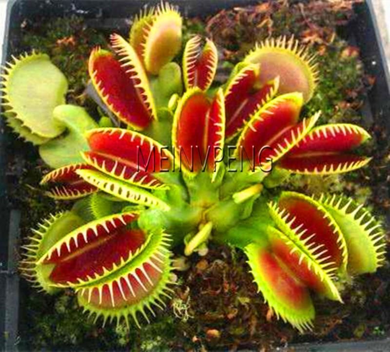 Potted Insectivorous Dionaea Muscipula Giant Clip Flytrap bonsai Carnivorous Plant Free Shipping,200garden