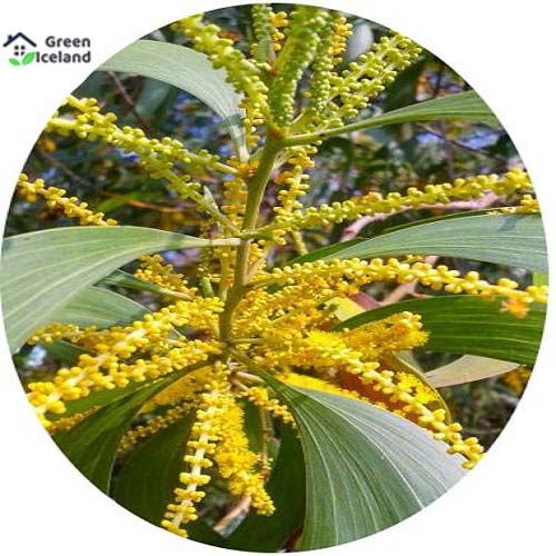 All Season Akashmani Tree Seeds -30 Pcs Seeds