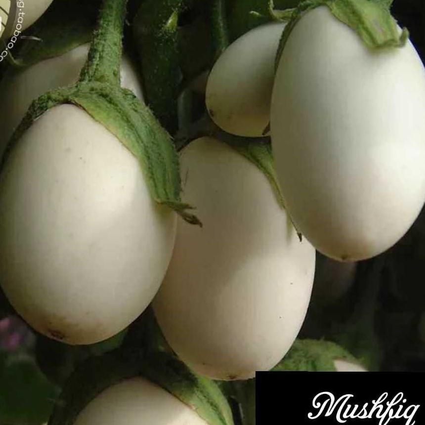 Natural White Eggplant Seeds  - 15 Pcs Seeds