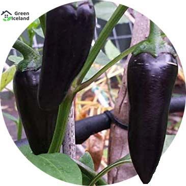 Spicy Black Chili Seeds (????? ???? ???) - 20 Pcs Seeds