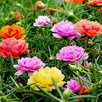Portulaca Flower Seeds-20pcs seeds