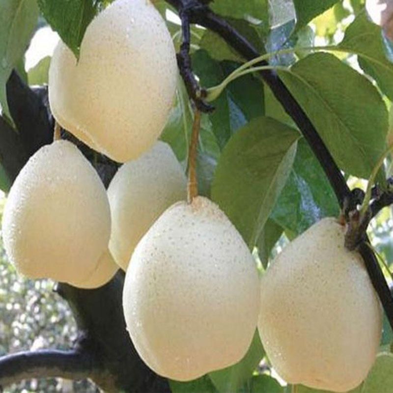 10 Pcs Citrus Medica Seeds Citrus Medica Sarcodactylis Tree Citron Bergamot Tree