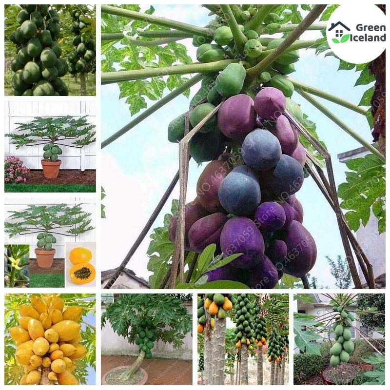 5 Pcs Beautiful Yellow Gold Papaya Seeds All Season(???? ????? ???)