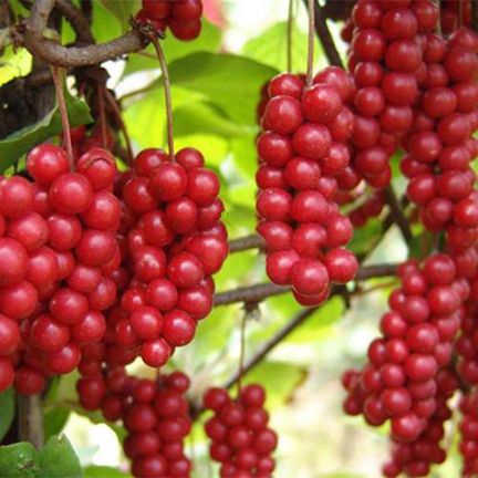 Schisandra Seeds Chinese Magnolia Vine Edible Garden Fruit Tree Seeds - 30pcs seeds.