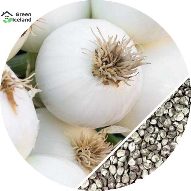 All Season White Onion Seeds(সাদা পেঁয়াজের বীজ) - 100 Pcs Seeds