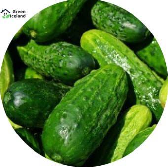 All Season Khirai Seeds Seeds - 10 Pcs Seeds