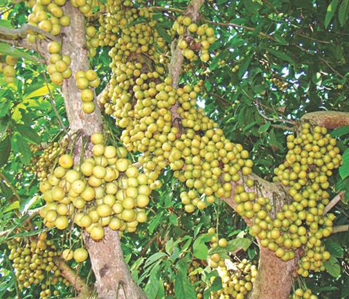 5 Pcs Latkan Tree Seeds  (লটকন গাছ এর বিজ)