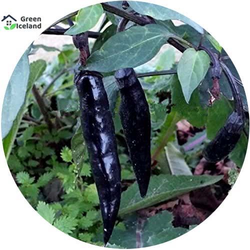 All Season Black Chili Seeds - 10 Pcs Seeds