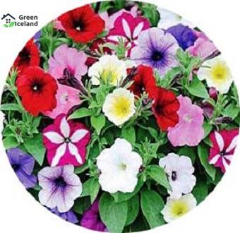 20 Pcs Imported Global Morning Glory Flower Bonsai Seeds