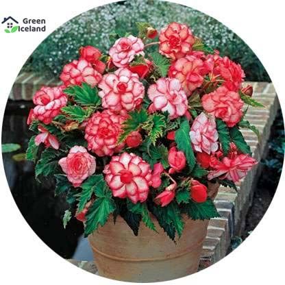 Global Perennial Flower Seeds - 30 Pcs Seeds