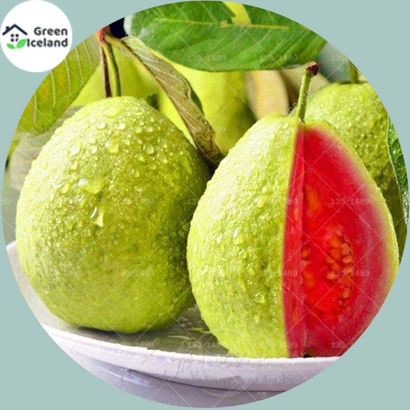 All Season Guava Seeds (?????? ???) - 15 Pcs Seeds