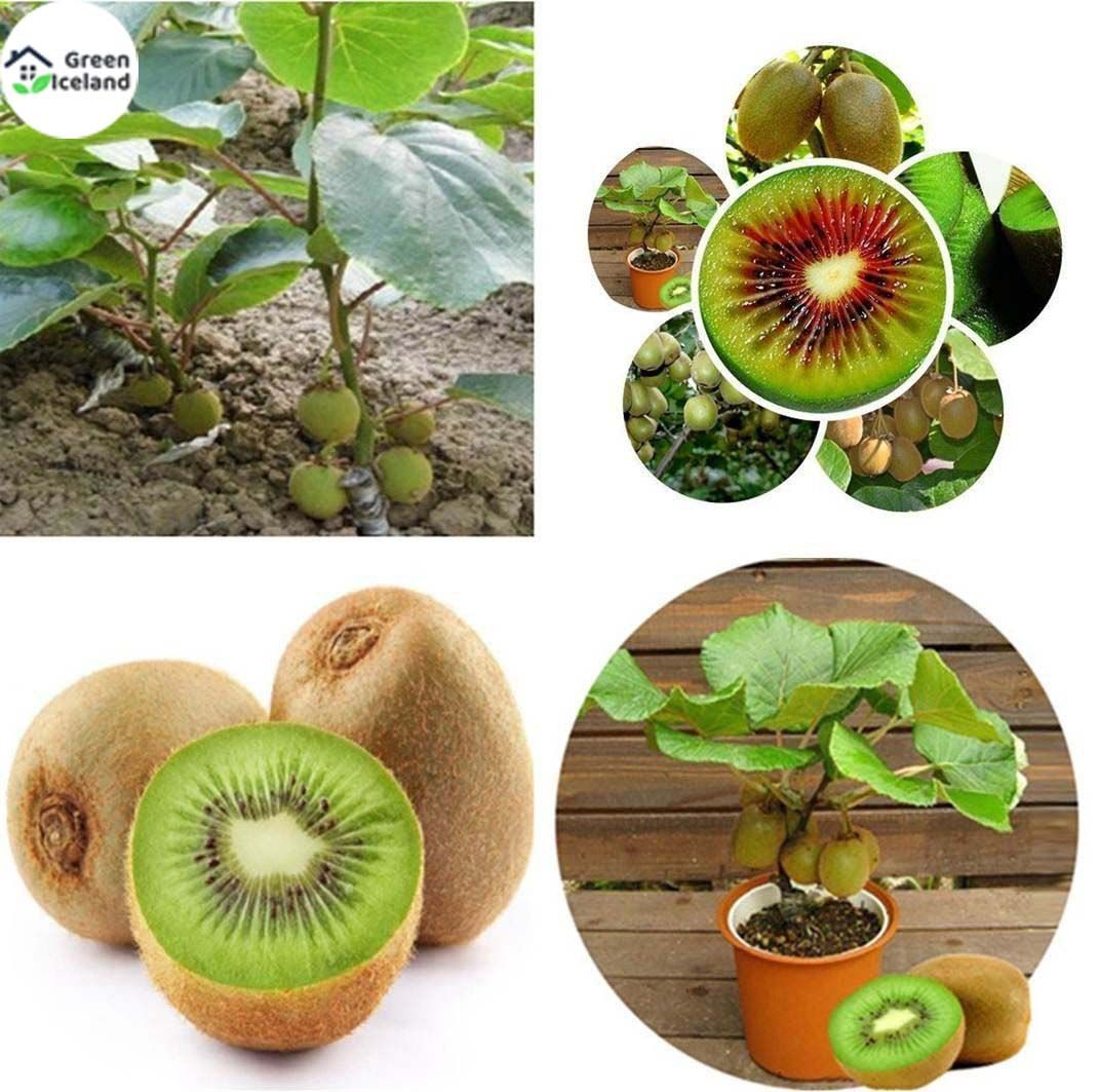 50 Pcs Global Delicious Mini Kiwi Fruit Bonsai Seeds
