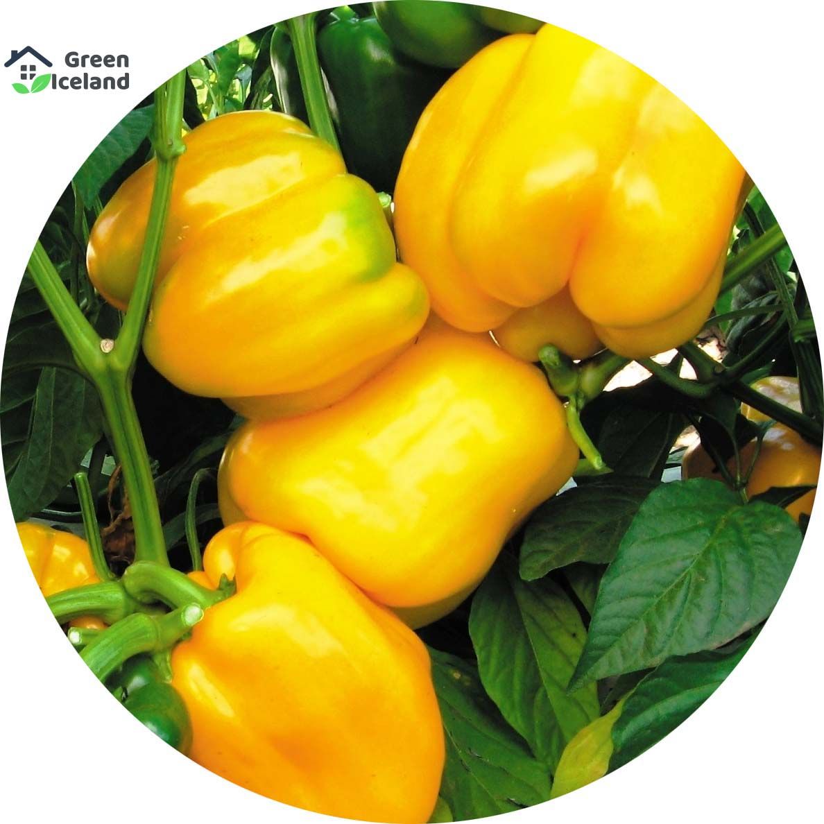 10 Pcs All Season Multi Colour Capsicum Seeds (ক্যাপসিকাম বীজ)