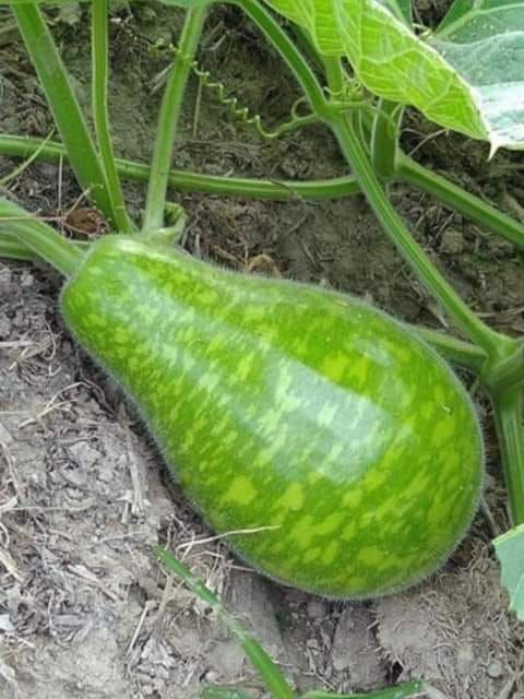 Long Green Bottle Gourd Law Seeds-15Pieces
