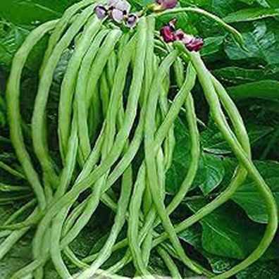 বরবটি কেগরনাটকী বীজ - ৩০ পিচ