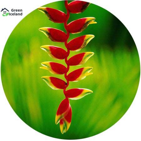 10 Pcs Global Heliconia Antirrhinum Flower Seeds