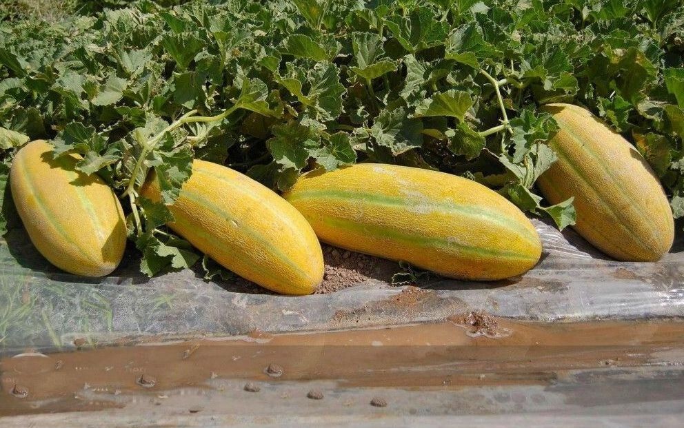 Muskmelon Seeds Bangi Seeds - 20 pcs