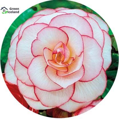 Dwarf 30 Pcs Natural Perennial Flower Seeds - 30 Pcs Seeds