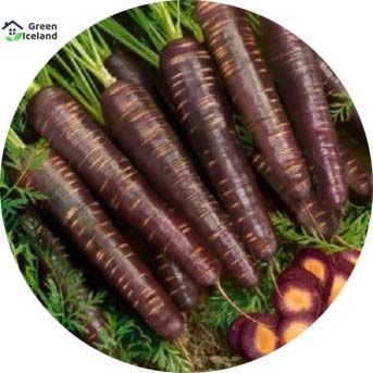 100 Pcs Global Black Carrot Seeds (????? ???? ???)