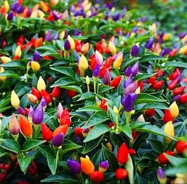 Thai Sun Hot Pepper Capsicum annuum Ornamental BeautifulChili bonsais Mini Hot Pepper bonsais Large production plants & seeds