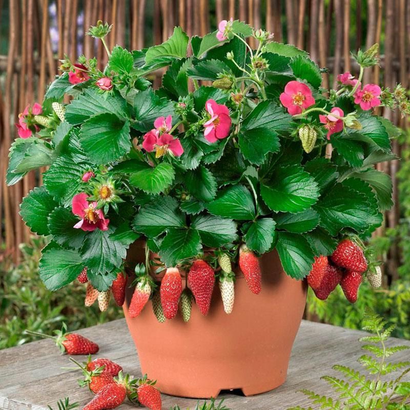 Giant Strawberry Fruit Bonsai Seeds - 20 pcs