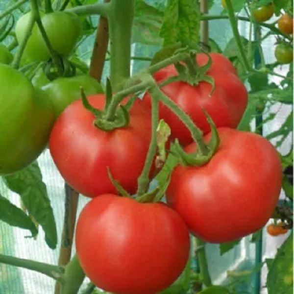Tomato Seeds 55+ pcs