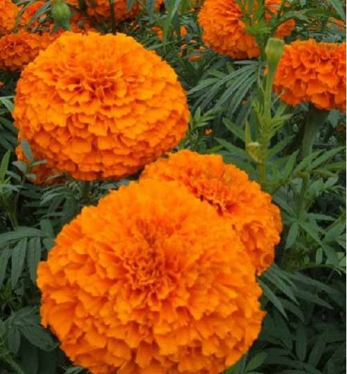 All Season Marigold Flower Bonsaai Seeds (গাঁদা ফুল বীজ) - 15 Pcs