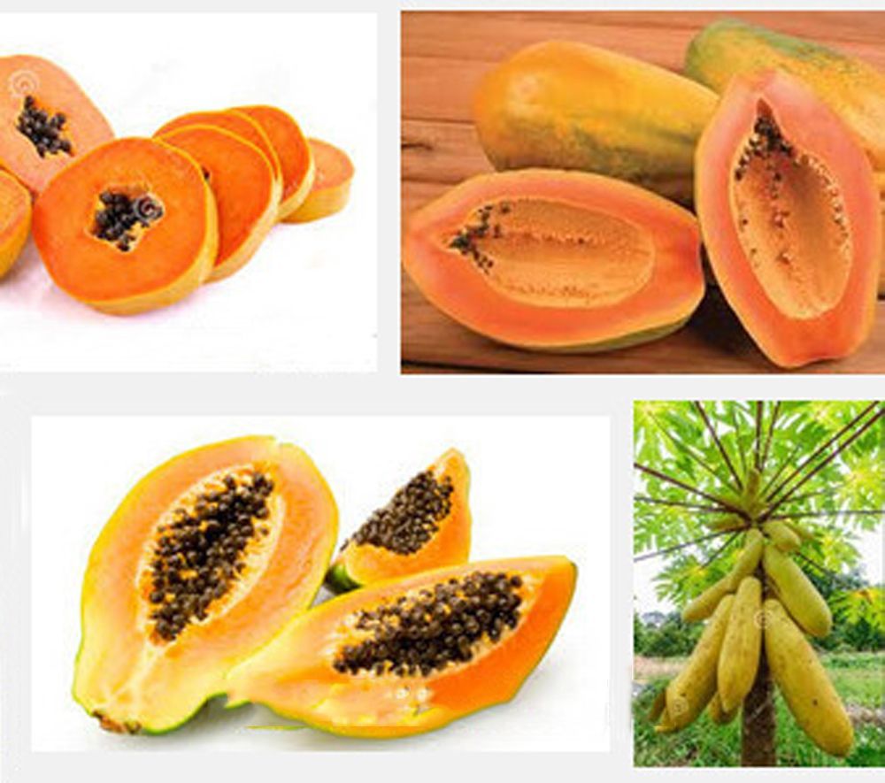 Hybrid Yellow Gold Papaya Seeds(হলুদ পেঁপে বীজ)- 10 Pcs Seeds