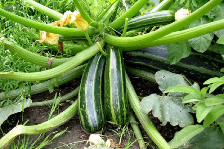 All Season Zucchini Squash Seeds(স্কোয়াশ বীজ) - 5 Pcs Seeds