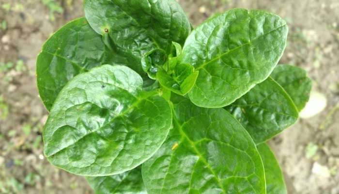 Hybrid F1 Puishak Seeds (Seeds) - 50 Pcs Seeds