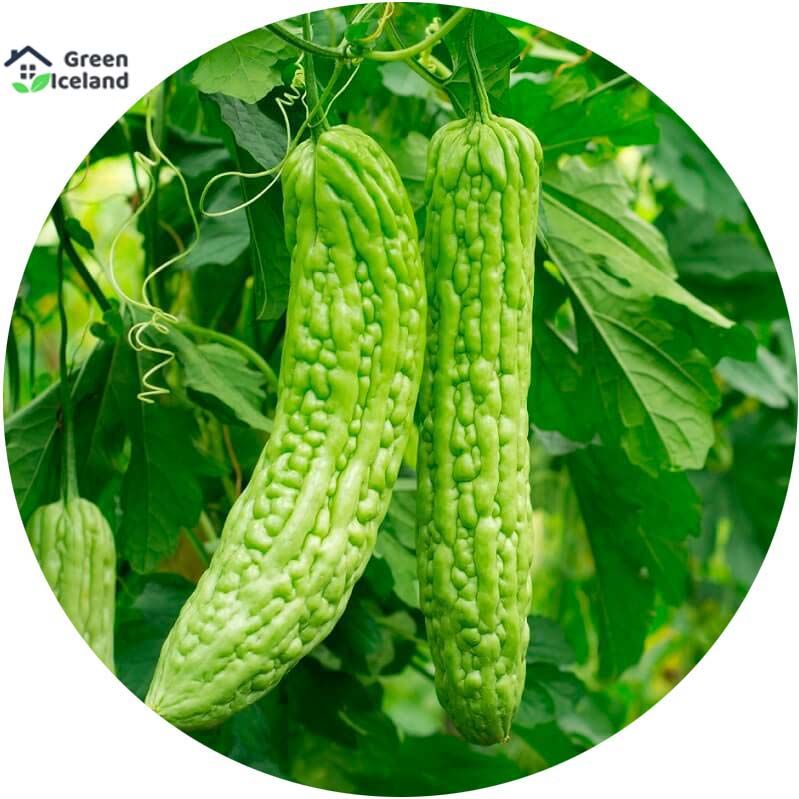 10 Pcs Natural Balsom / Bitter Seeds (করলা বীজ)