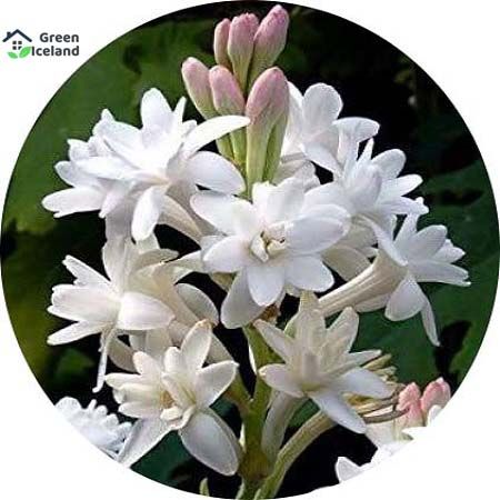 Gardenia Bulbs Jasmine Flower Seeds - 20 Pcs Seeds