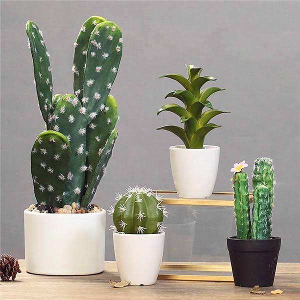 20 pcs seeds rare cactus plant Japan best selling succulent flower bonsai plant indoor plant home and garden decoration