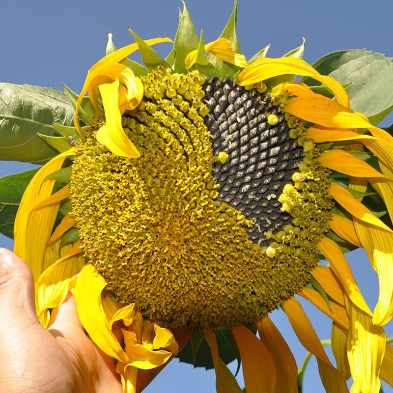 10 Pcs/Pack Giant Sunflower Seeds Home Garden Planting Ornamental Plants