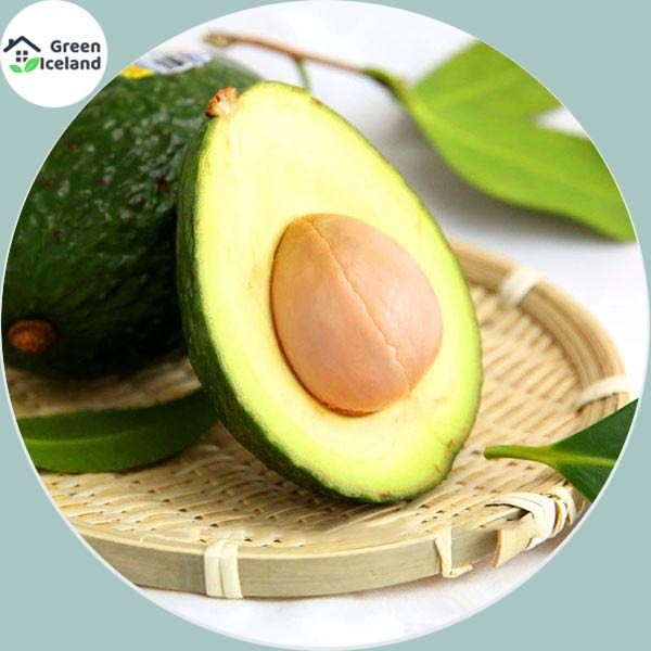 All Season Avocado Seeds -5 Pcs Seeds