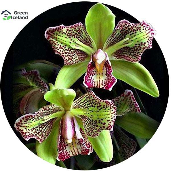 10 Pcs Global Orchid Seeds-10 Pcs Seeds