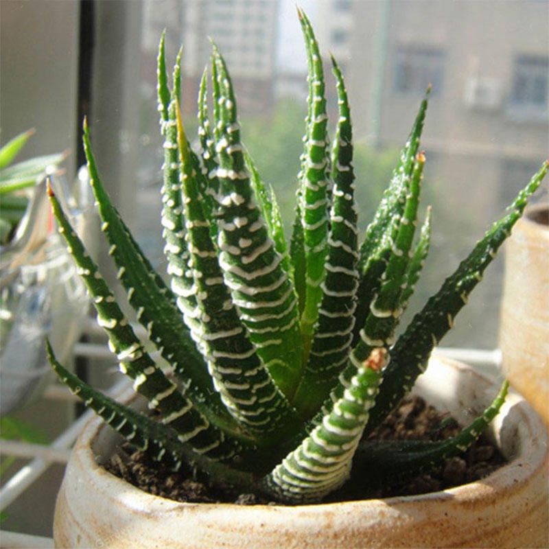 50PcsHaworthia Fasciata Seeds Aloe Vera Seeds Succulent Plant Seed Flower Bonsai - 4