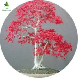30 Pcs Natural Red Mini Bonsai Seeds